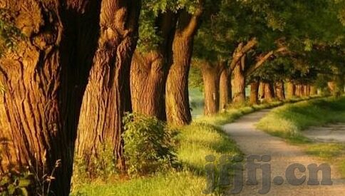 91视大象传媒-91视大象传媒，数字时代的文化传播新视角