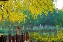 日本高级按摩人妻无码-探索日本高级按摩与家庭温馨的交织——人妻的细腻关怀
